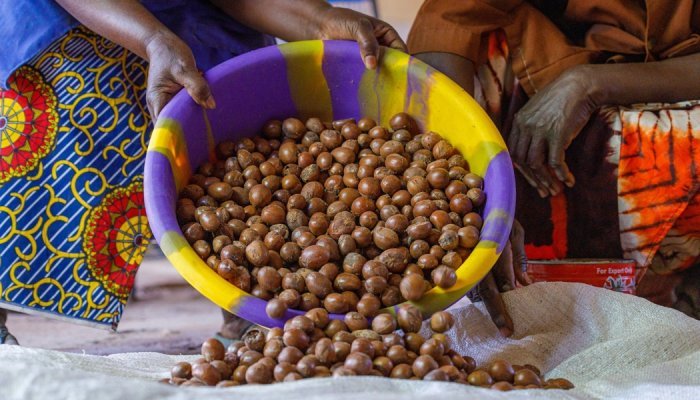 The shea butter sector, a real instrument of economic development in Africa