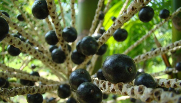 Acai berry craze: boon or threat for the Amazon rainforest in Brazil?