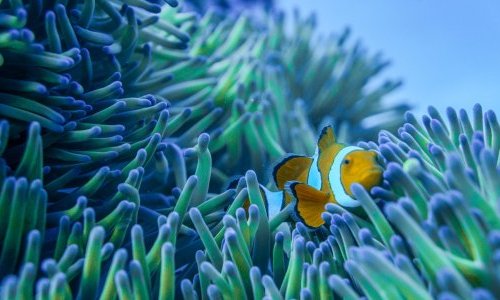 Protecting corals requires a multifactorial approach, study finds