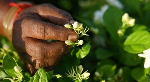 Scent of luxury in India: Madurai's jasmine infuses global perfumes