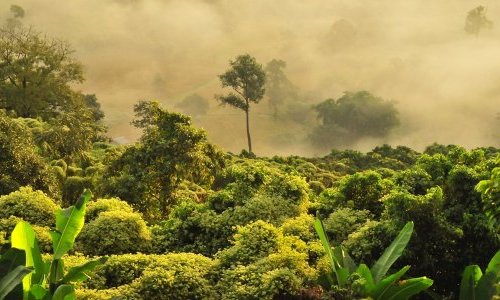 Voluntary deforestation carbon credits failing, study finds