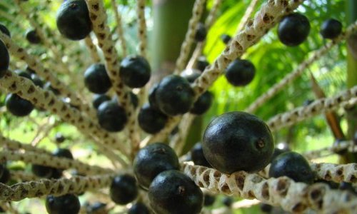 Le succès mondial de l'açaí met-il en péril l'Amazonie brésilienne ?